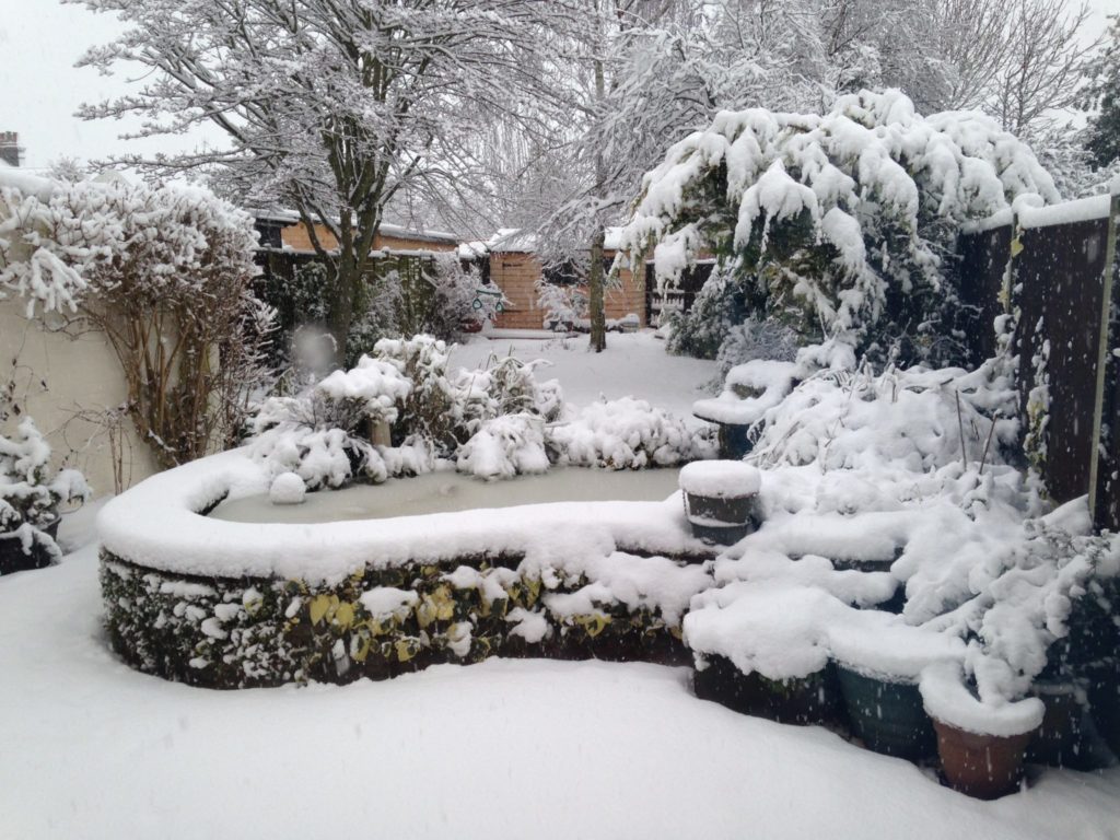 our snowy garden